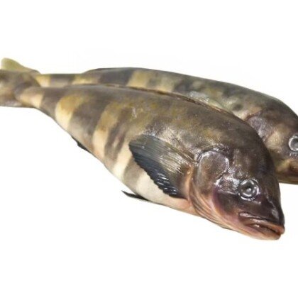 Терпуг свежемороженый, кг