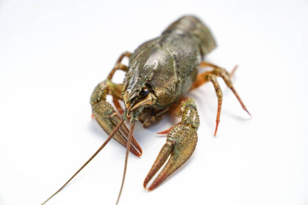 Живые раки № 2