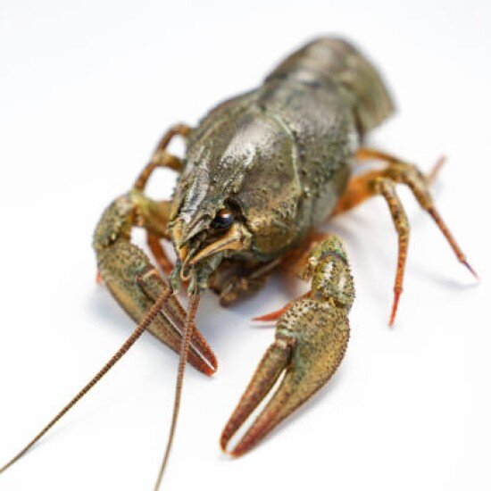 Живые раки № 2