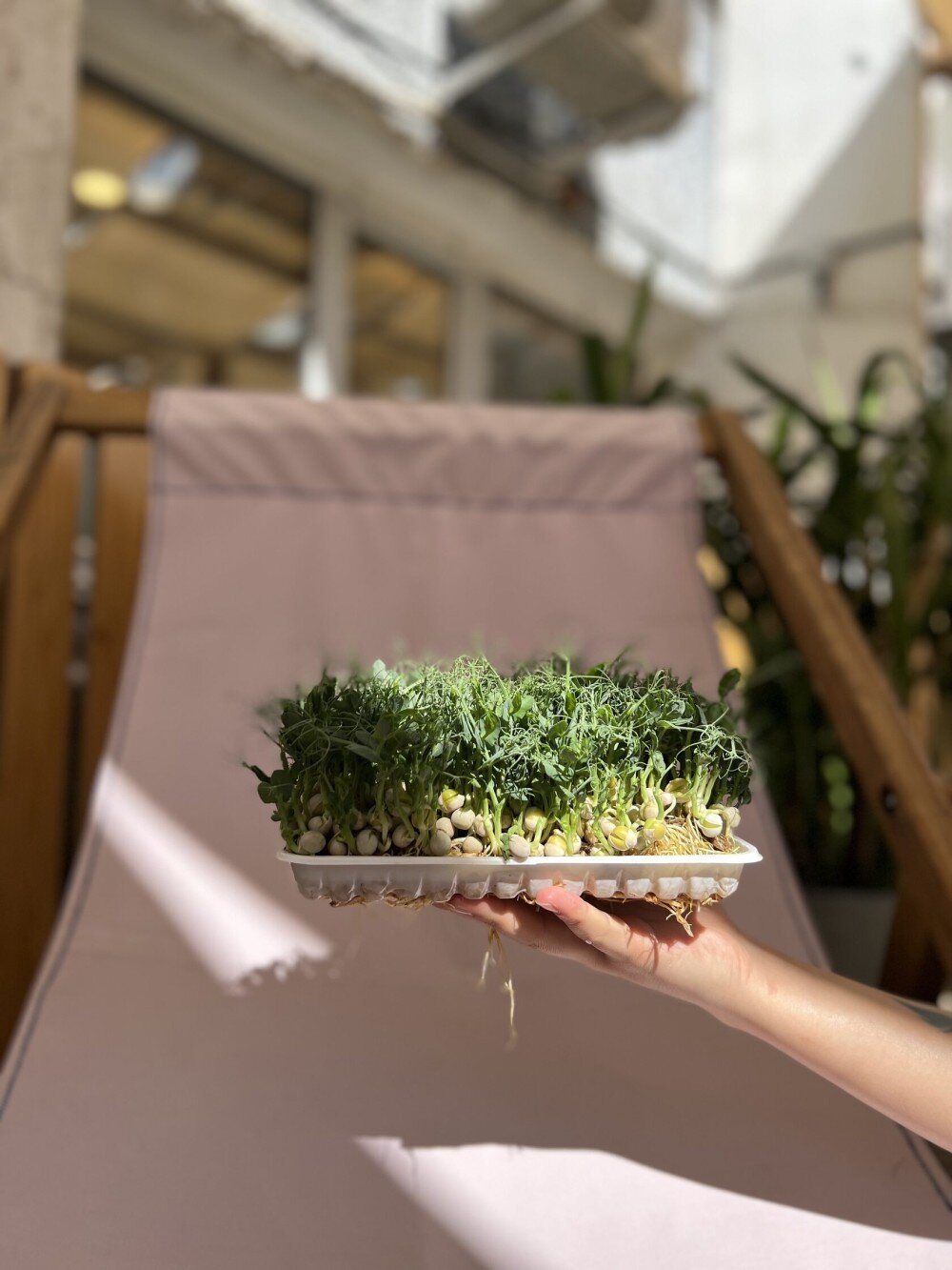 Микрозелень