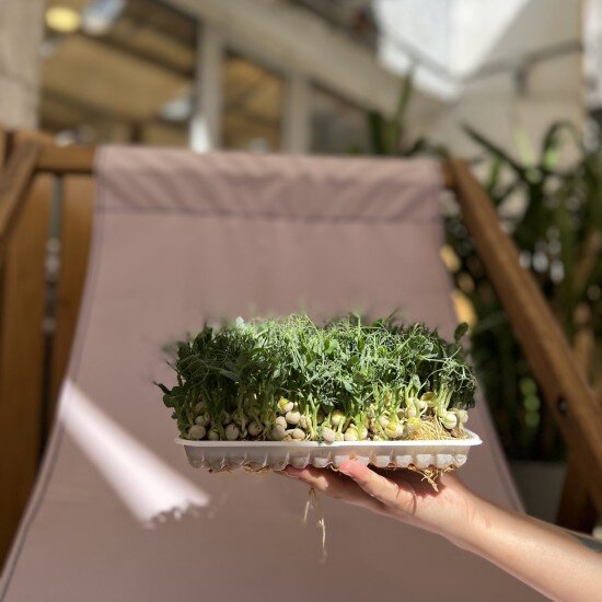 Микрозелень