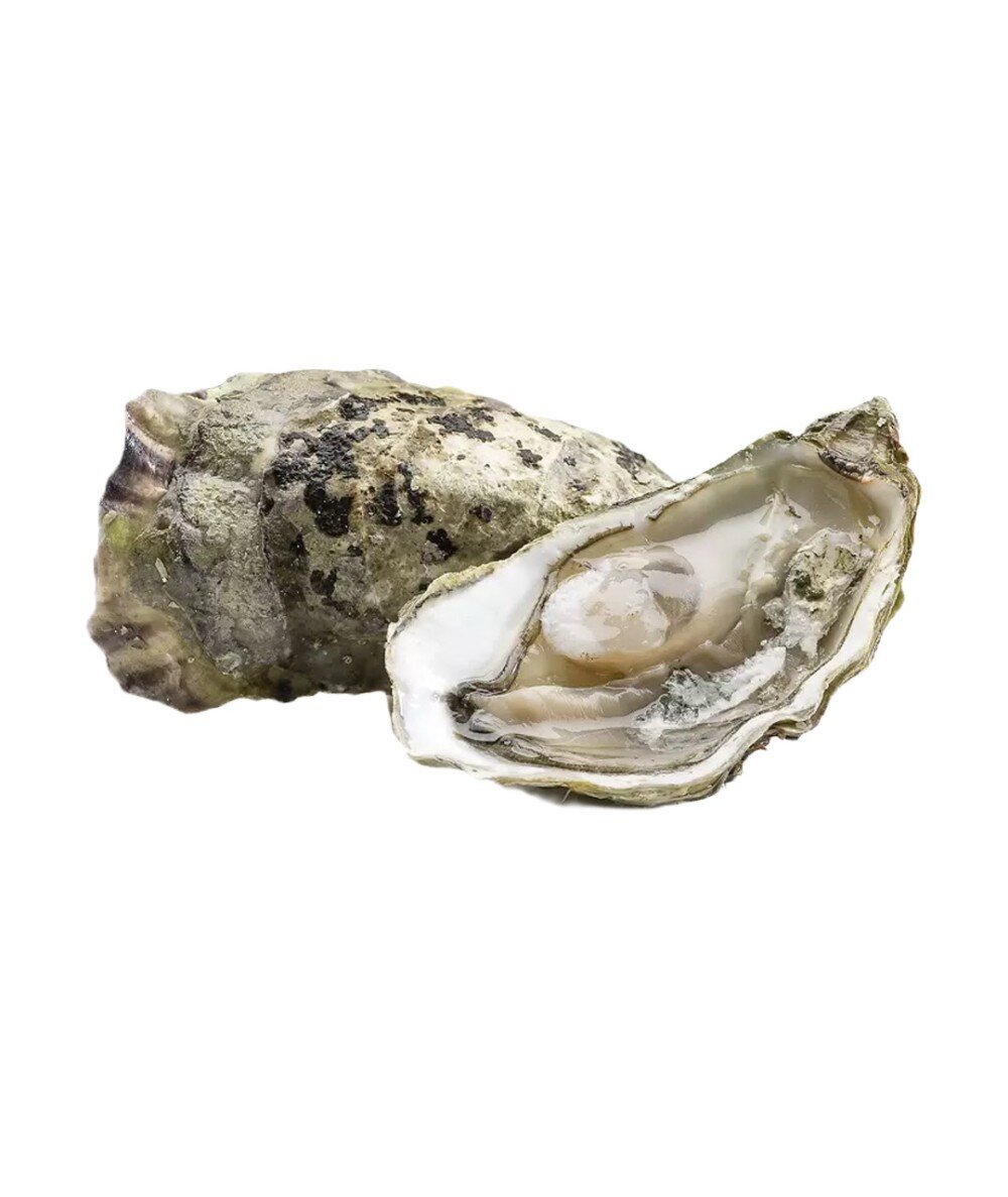 Живая Устрица Бретань Франция