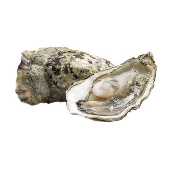 Живая Устрица Бретань Франция