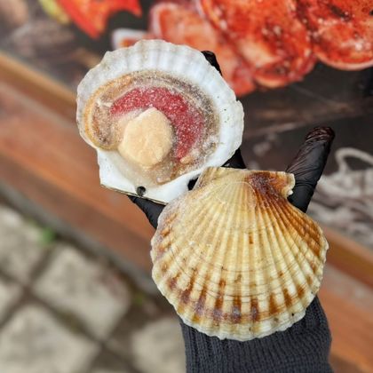 Гребешок Приморский