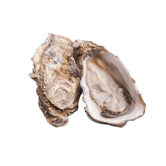 Устрица Люмьер №2