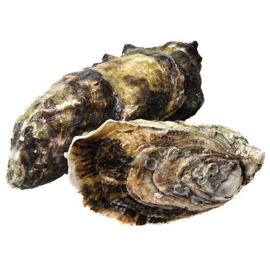 Устрица Ирландская №3