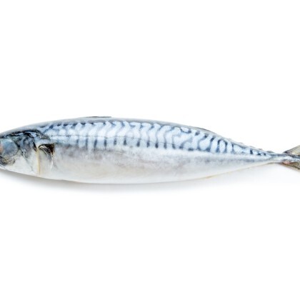 Скумбрия свежемороженая атлантическая (Фарерские острова)"
