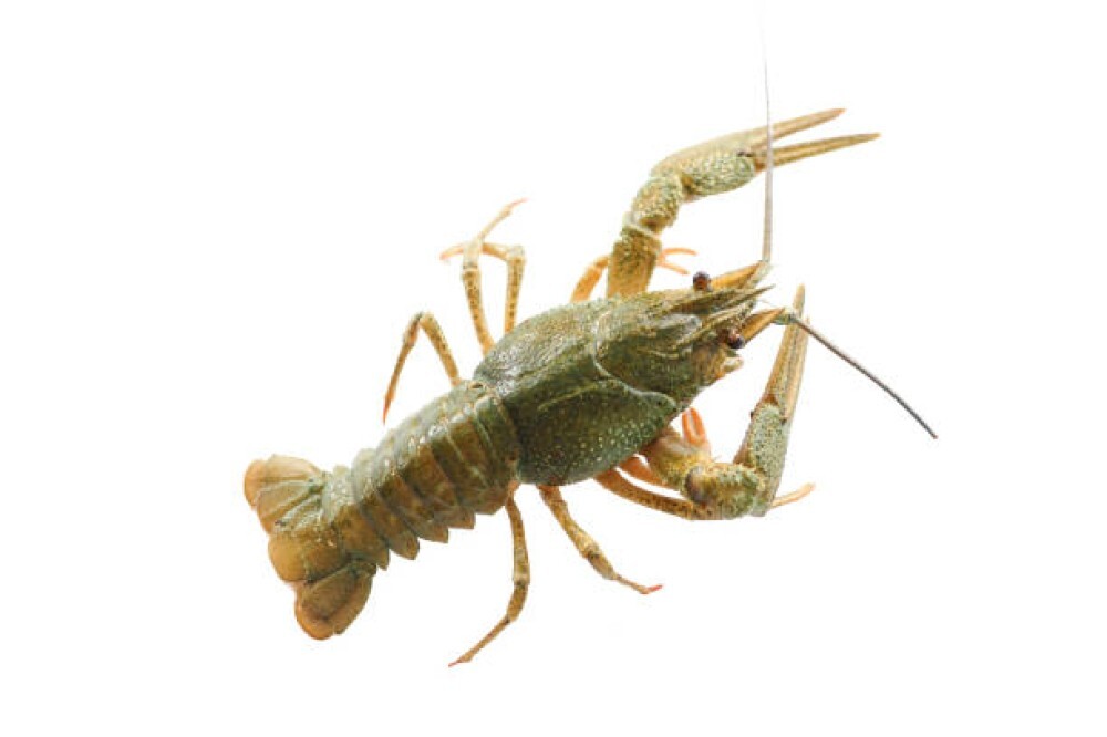 Живые раки №4