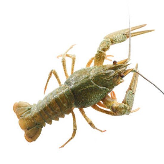 Живые раки №4