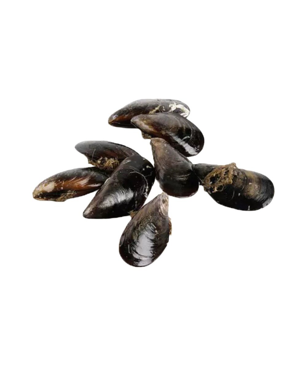 Живая Черноморская Мидия