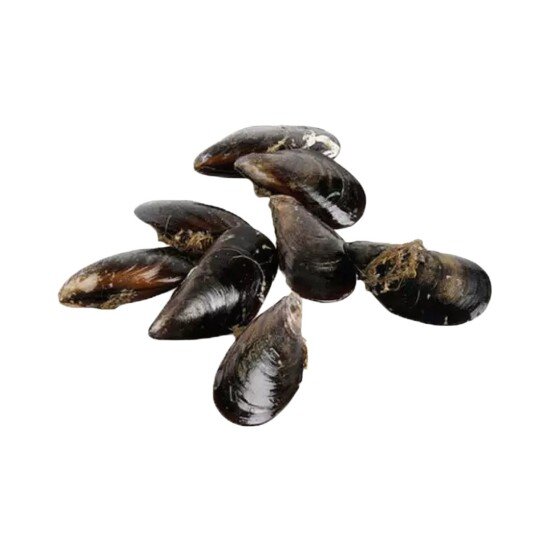 Живая Черноморская Мидия