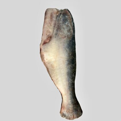 Морской Ангел (тушка пангасиуса) свежемороженый, кг