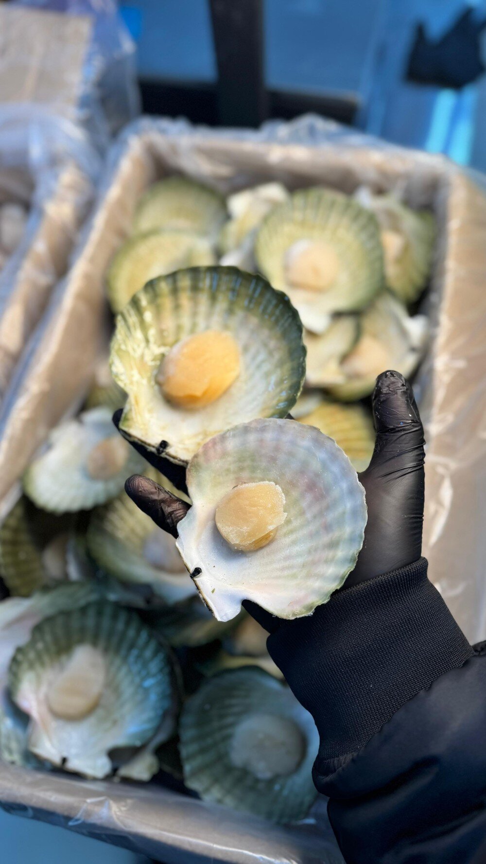 Гребешок на створке Приморский