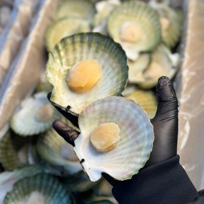 Гребешок на створке Приморский