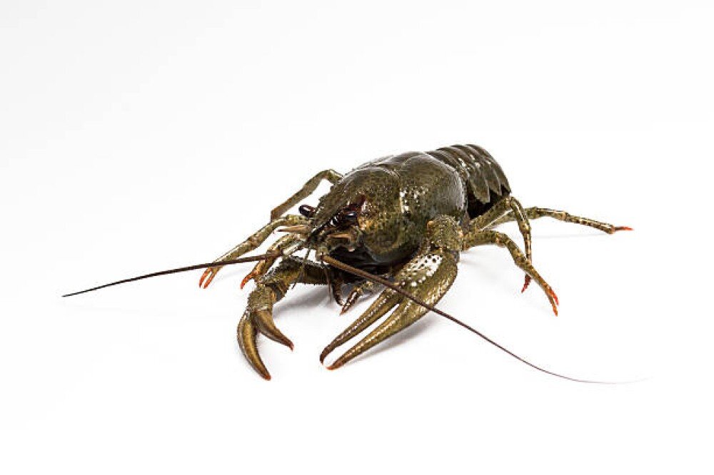 Живые раки №1