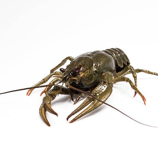 Живые раки №1