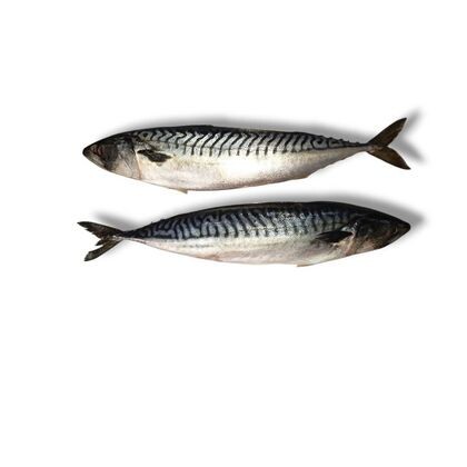 Скумбрия свежемороженая атлантическая (Фарерские острова)"
