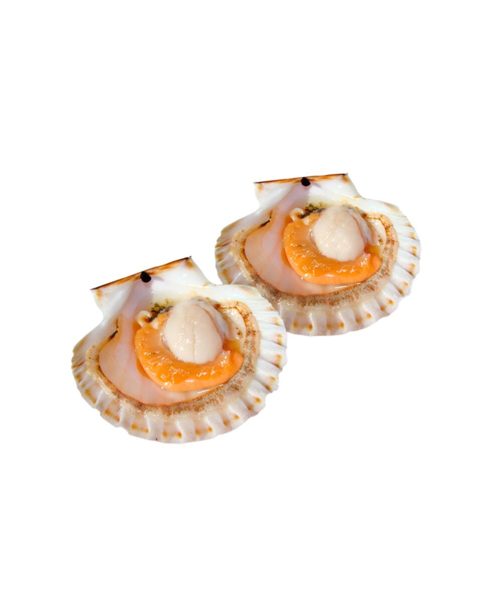 Гребешок на полустворке Дальневосточный