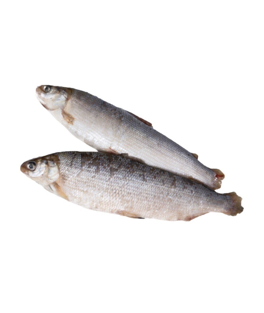 Сиг свежемороженый (0.8-1.7кг)