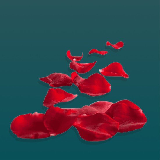 Лепестки роз