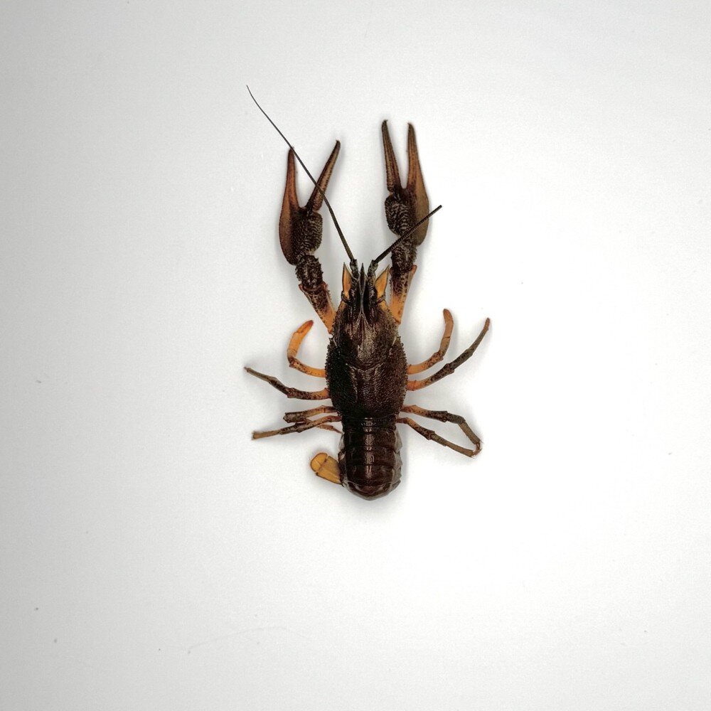 Живые раки № 3