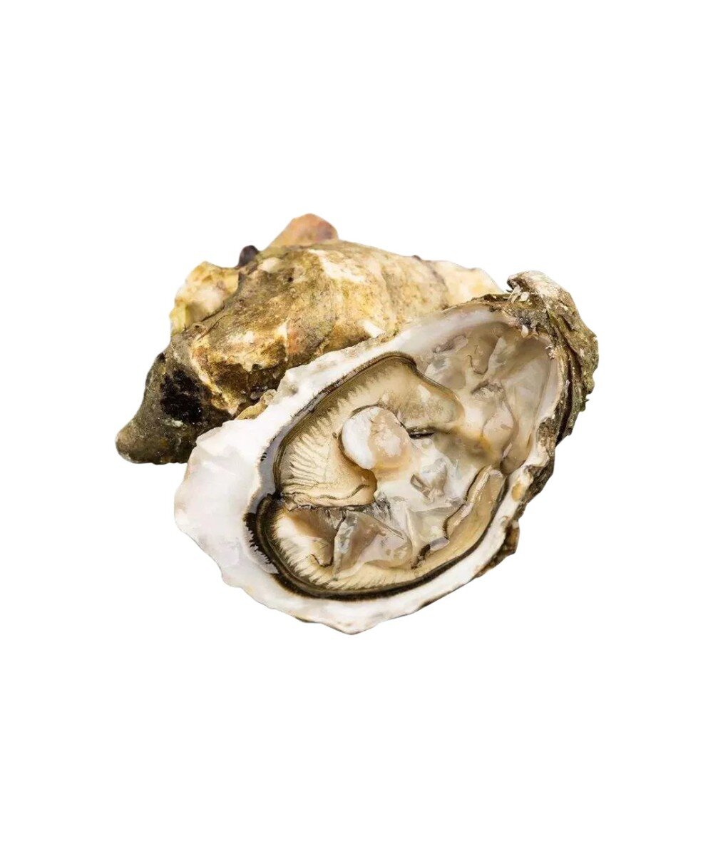 Живая Устрица Белый Жемчуг Франция