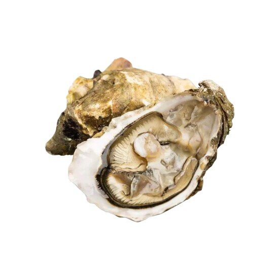 Живая Устрица Белый Жемчуг Франция