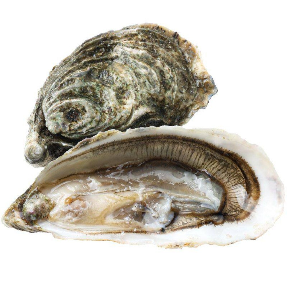 Живая Устрица Галлахер №3