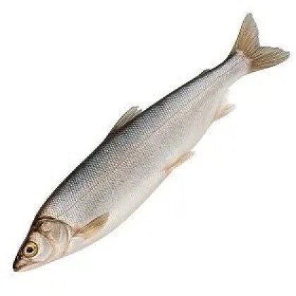 Омуль свежемороженый, кг