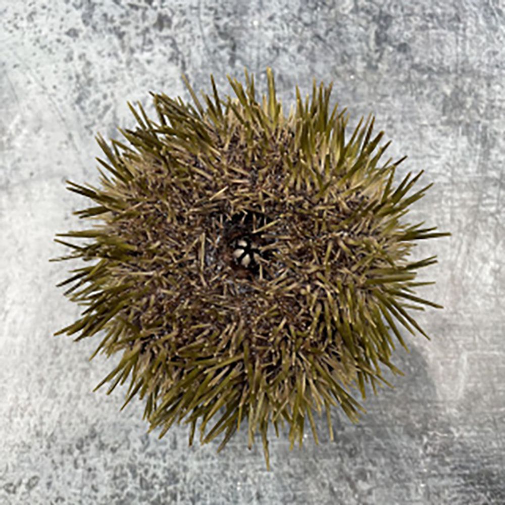 Морские Ежи