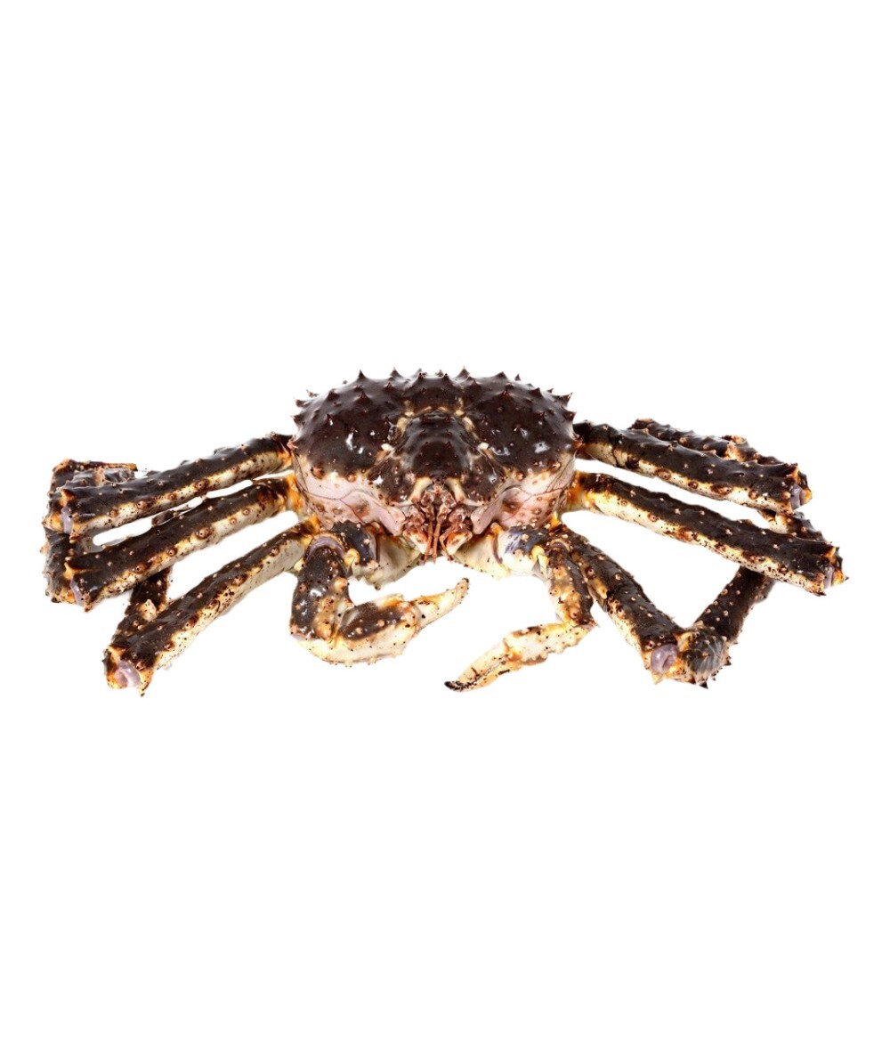 Живой Камчатский Краб