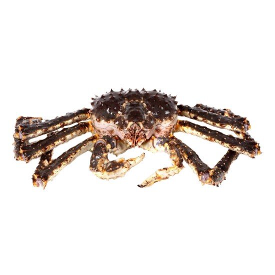 Живой Камчатский Краб