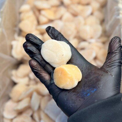 Филе приморского гребешка