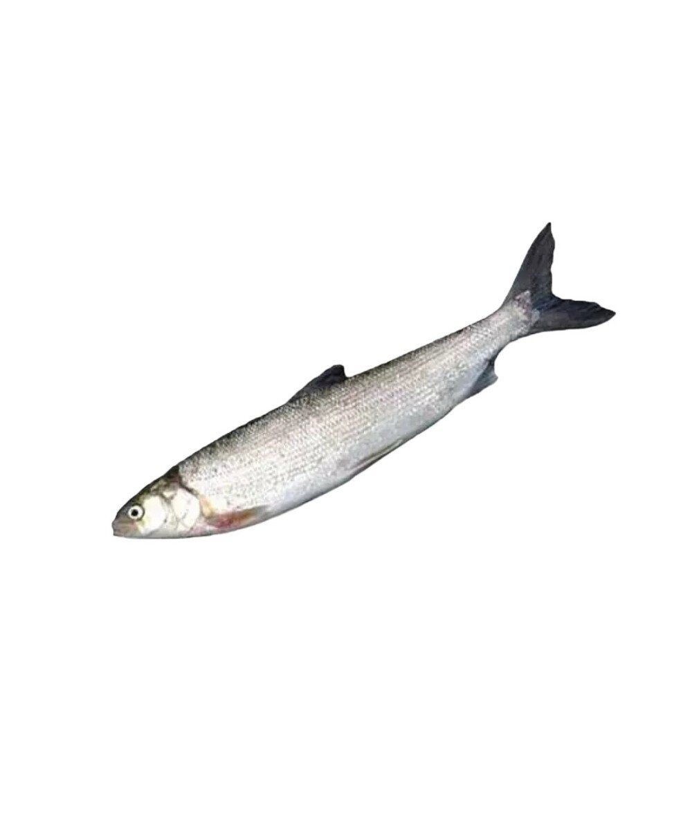 Омуль свежемороженый (0.8-1.7кг)