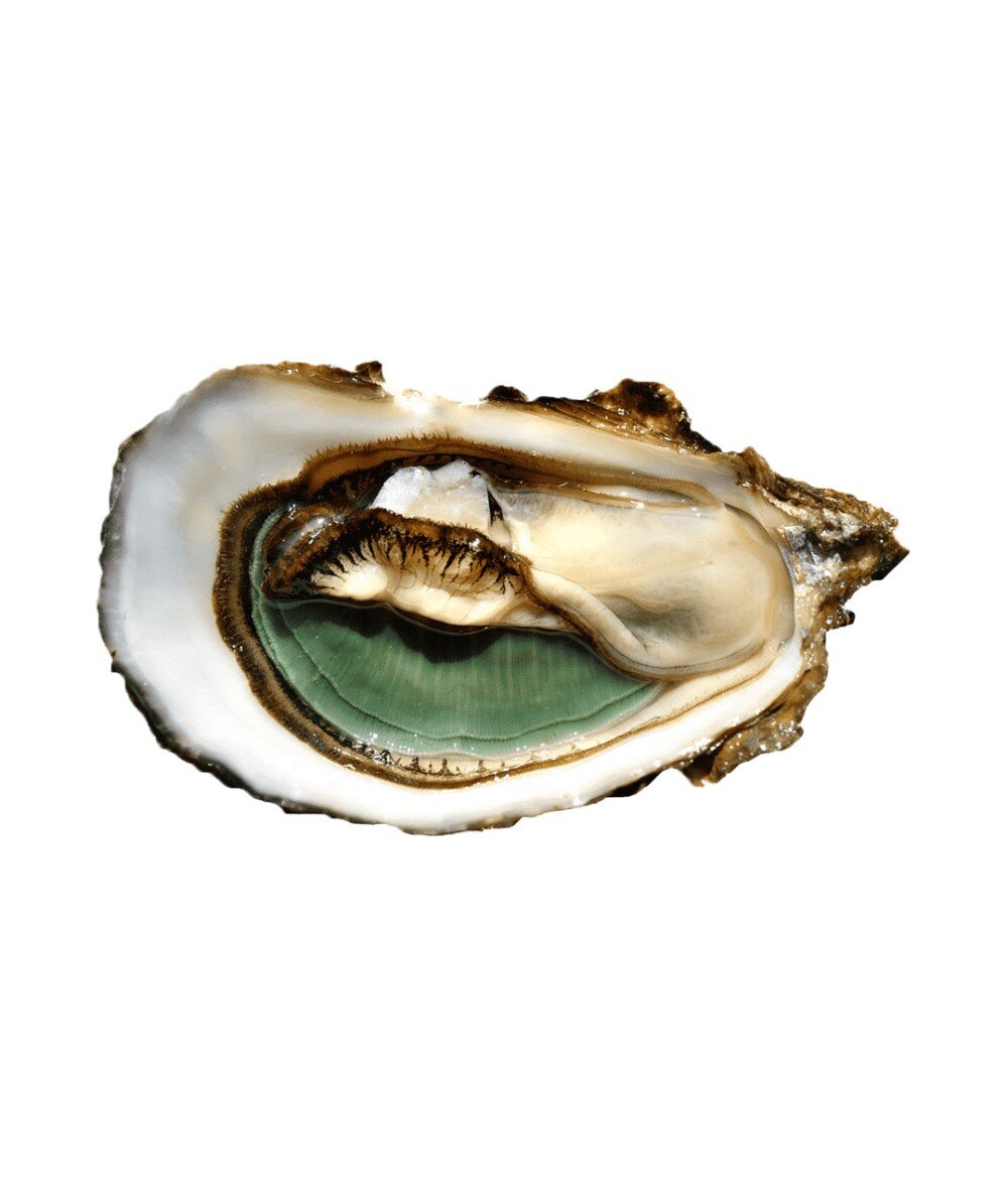 Живая Устрица Олерон Франция