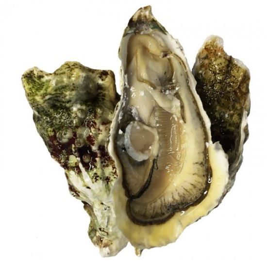 Устрица Ромаринка 100-150 грамм