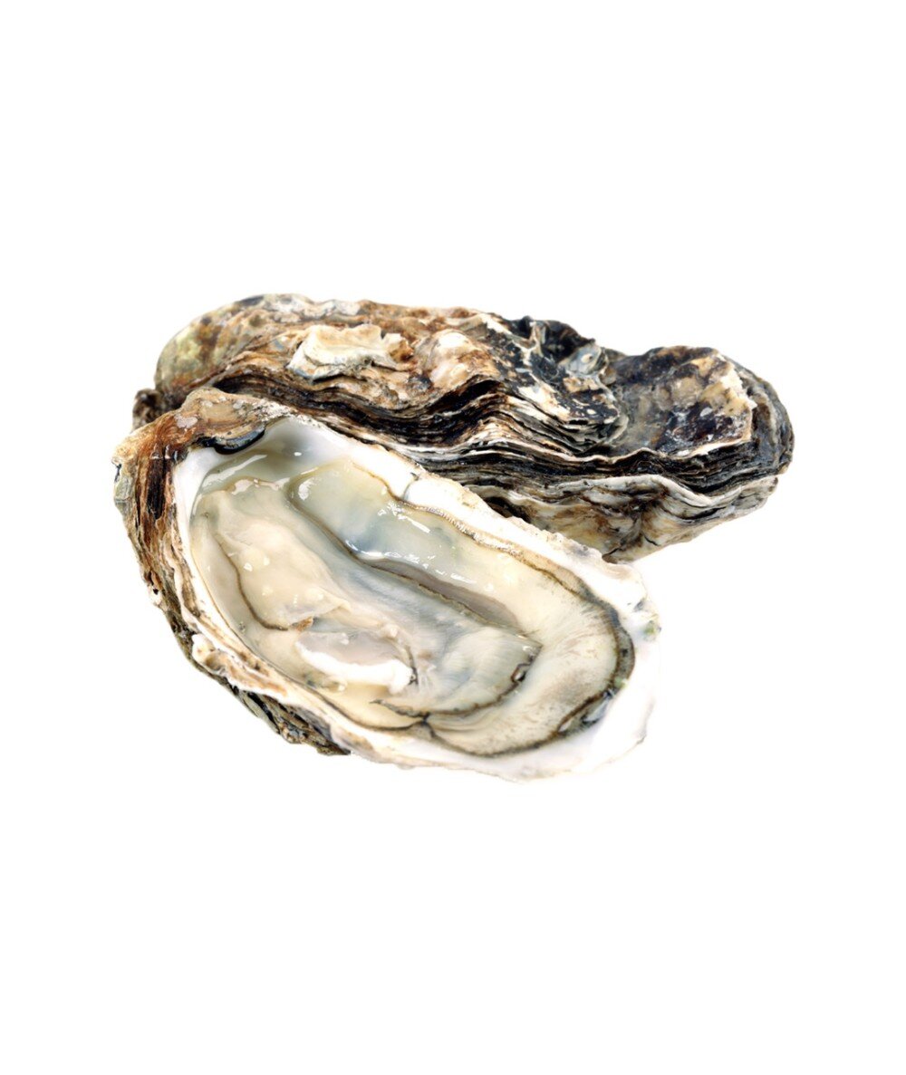 Живая Дальневосточная Устрица №2