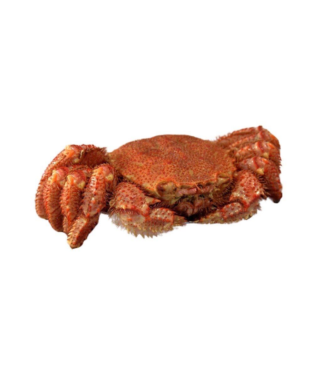 Краб Волосатик крупный