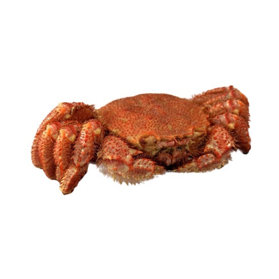 Краб Волосатик крупный