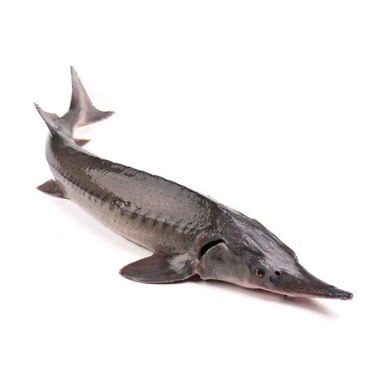 Стерлядь живая