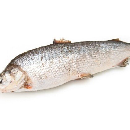 Муксун северный