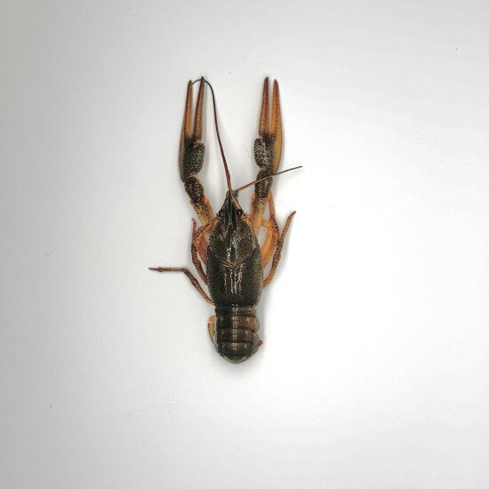 Живые раки №4