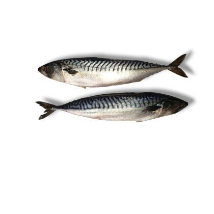 Скумбрия свежемороженая атлантическая (Фарерские острова)"