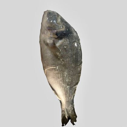 Дорадо свежемороженая, кг