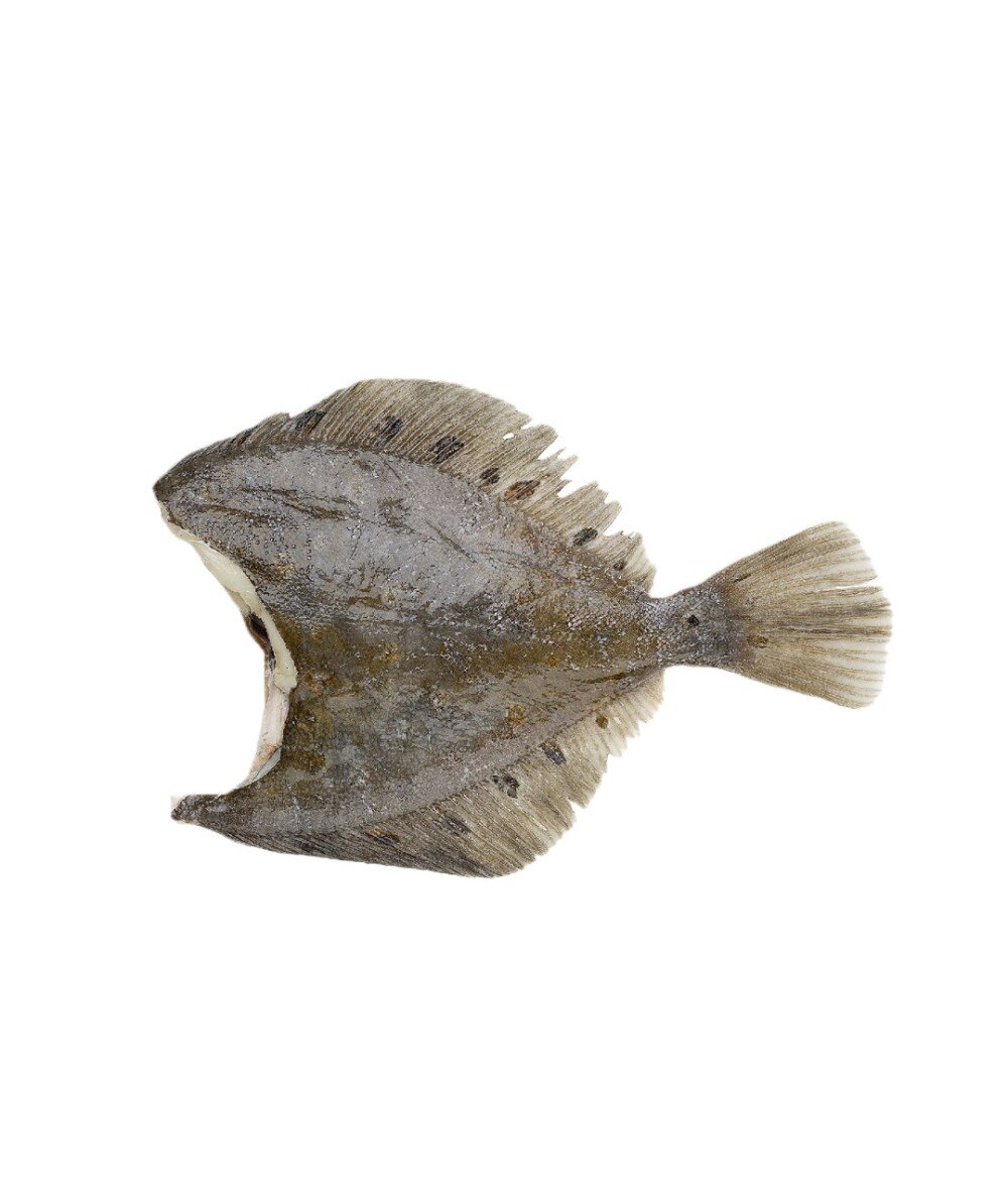 Камбала свежемороженая без головы