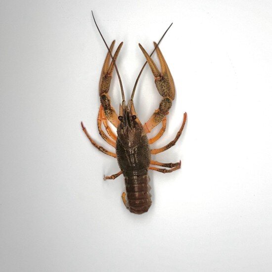 Живые раки №5