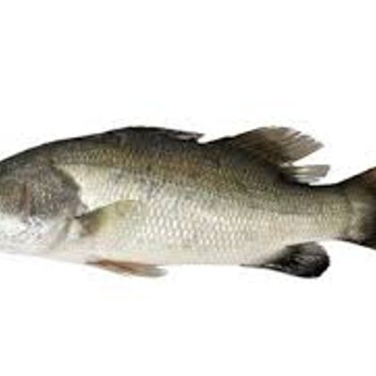 Баррамунди, ПСГ, 400-600 гр.