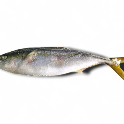 Лакедра свежемороженая, кг